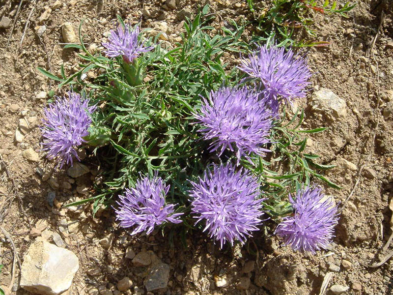 Carduncellus mitissimus
